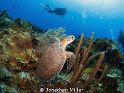 This guy was relaxing on the reef and ignored us more tha... by Jonathan Miller 